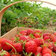 Kebun Strawberry Ciwidey Bandung